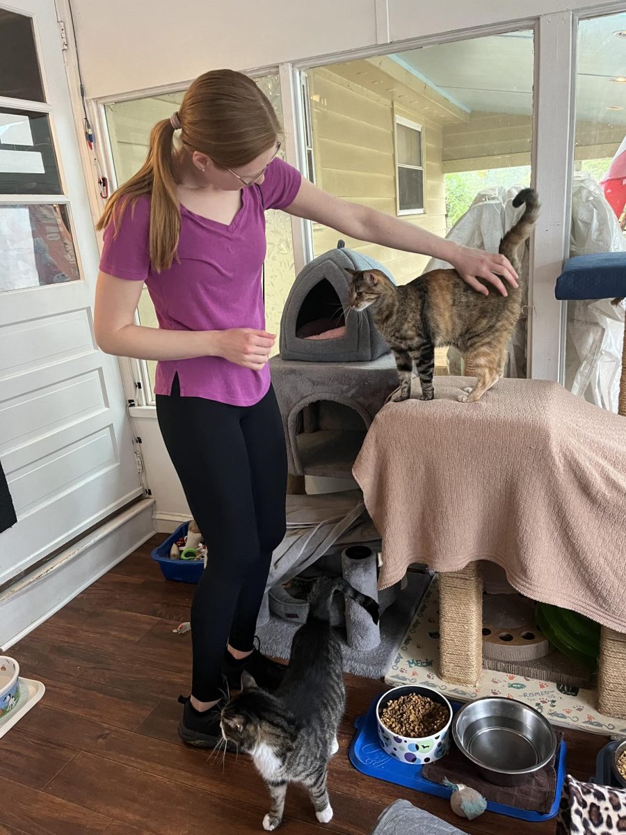 Volunteer at Pawsabilities tending to cat room. 